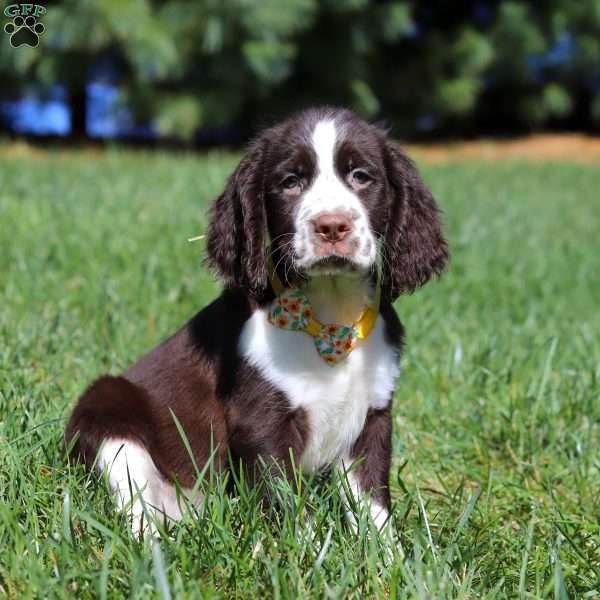 Logan, English Springer Spaniel Puppy